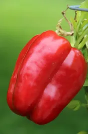 papryka-czerwona-california-wonder-plenna-slodka-nasiona-warzyw