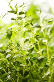 tymianek-wlasciwy-wieloletnie-nasiona-ziol-przyprawa