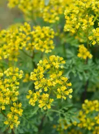 ruta-zwyczajna-roslina-wieloletnia-lecznicza-nasiona-ziol