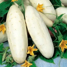 ogorek-gruntowy-bialy-white-wonder-wczesny-nasiona-warzyw