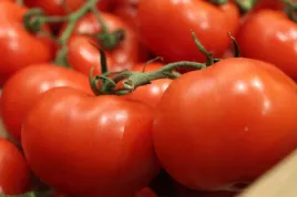 pomidor-betalux-wczesny-plenny-karlowy-nasiona-warzyw