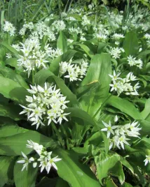 czosnek-niedzwiedzi-wieloletni-nasiona-czosnku-roslin-ziol