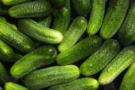 ogorek-gruntowy-polan-f1-n-inkrustowane-nasiona-warzyw