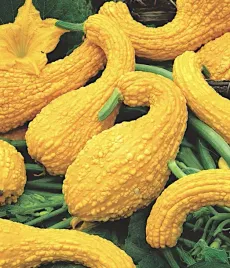 dynia-zwyczajna-ozdobna-yellow-crookneck-nasiona-warzyw