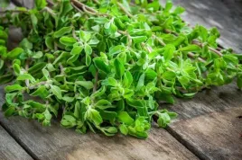 majeranek-ogrodowy-przyprawa-nasiona-ziol-aromatyczna-przyprawa