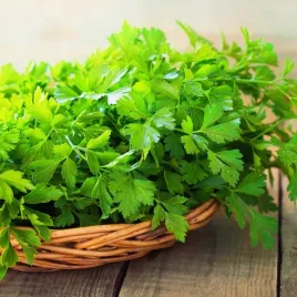 pietruszka-naciowa-festival-68-nasiona-warzyw-aromatyczna-przyprawa