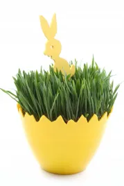 owies-wielkanocny-nasiona-ozdoba-na-stol-wielkanocy-duze-opakowanie-nasiona