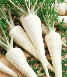 pietruszka-cukrowa-wczesna-nasiona-warzyw