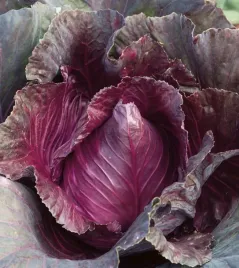 kapusta-czerwona-kalibos-doskonala-w-smaku-nasiona-warzyw