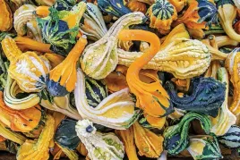 dynia-ozdobna-autumn-wings-nasiona-warzyw-roslin-ozdobnych