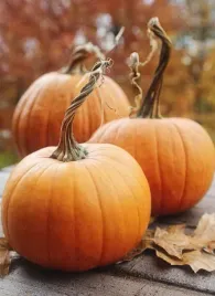 dynia-olbrzymia-big-max-gigant-halloween-nasiona-warzyw