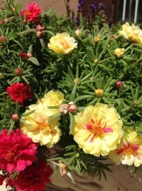 portulaka-wielkokwiatowa-mieszanka-kolorow-nasiona-nasiona-kwiatow