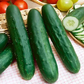 ogorek-salatkowy-delicius-bardzo-plenny-nasiona-warzyw