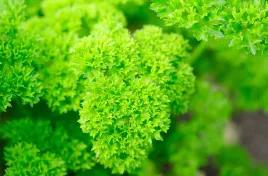 pietruszka-naciowa-mooskrause-kedzierzawa-caloroczna-nasiona-warzyw