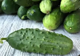 ogorek-gruntowy-sremski-f1-nasiona-inkrustowane-nasiona-warzyw