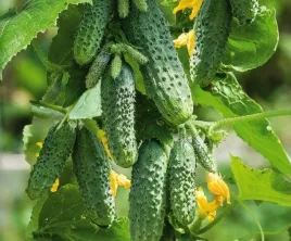 ogorek-gruntowy-anulka-f1-srednio-wczesny-nasiona-warzyw