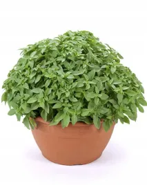 bazylia-wlasciwa-grecka-palla-compatto-nasiona-warzyw-ziol