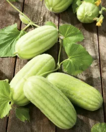 ogorek-melonowy-jasna-skorka-jasnozielony-nasiona-warzyw