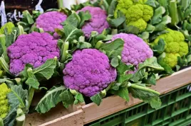 kalafior-fioletowy-di-sicilia-intensywny-smak-nasiona-warzyw