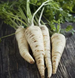 pietruszka-korzeniowa-sonata-nasiona-6-5g-pozna-plenna-odporna-na-susze