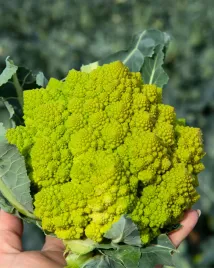 kalafior-romanesco-zielony-natalino-nasiona-warzyw-roslin