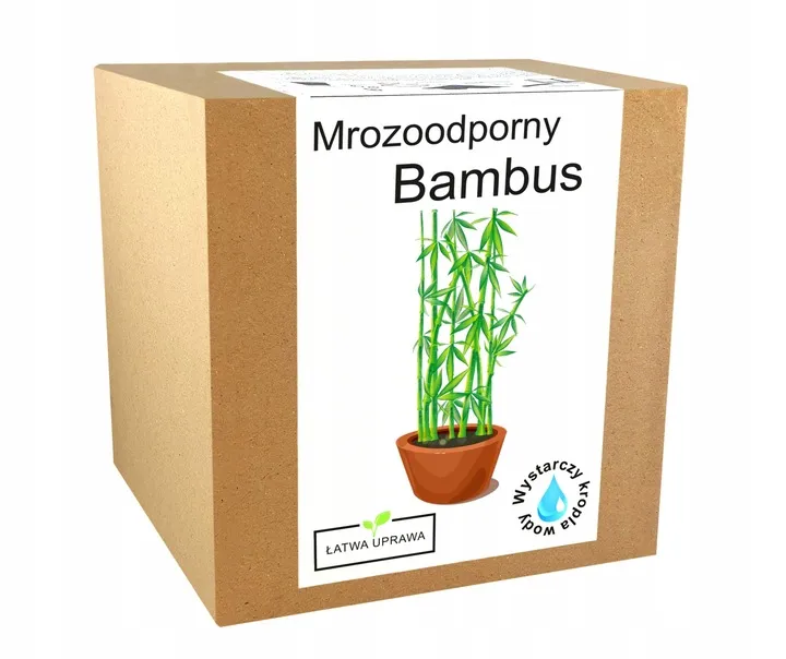 ZESTAW DO UPRAWY BAMBUSA MROZOODPORNY BARDZO ODPORNY -20 DO DOMU WIELOLETNI   246440503 - ERLI.pl