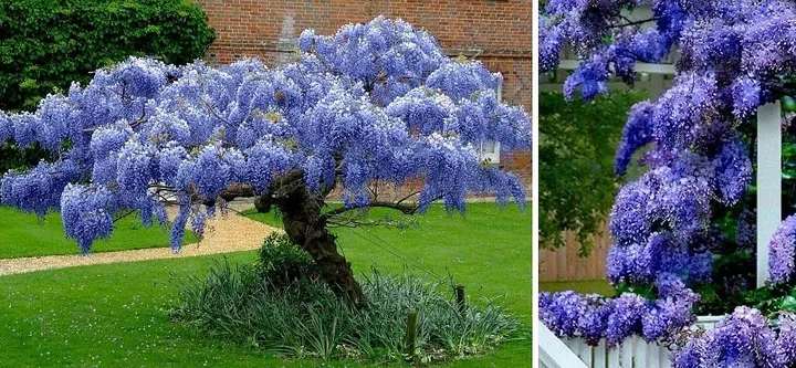 NIEBIESKA KAROWA WISTERIA BLUE MOON DUE SADZONKI  246440710 - ERLI.pl