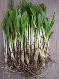 czosnek-niedzwiedzi-dorodne-sadzonki-80-sztuk