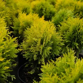 tuja-danica-gold-kulista-gesta-zlota-kula-kulka-zywotnik-zachodni-doniczka