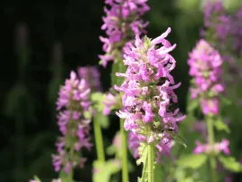czysciec-pinky-miododajna-roslina-duza-sadzonka-p12