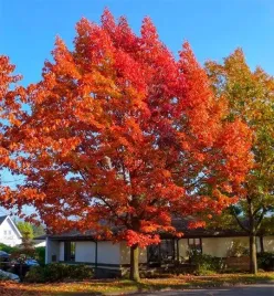 dab-czerwony-sadzonka-wyjatkowe-czerwone-liscie-odporny-quercus-rubra