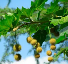 platan-klonolistny-sadzonka-duze-drzewo-bujna-korona-efektowna-laciata-kora