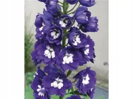 ostrozka-magic-fontain-dark-blue-white-bee-sadzonka-p9-granatowo-biala