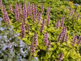 dabrowka-zolte-liscie-bylina-do-ogrodu-gold-chang-sadzonka-p9