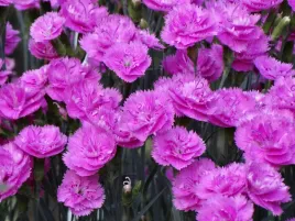 gozdzik-pretty-becky-sadzonka-p9-intensywnie-rozowy-bylina-prosta-w-uprawie