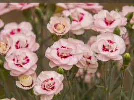 gozdzik-pierzasty-angel-of-virtue-bialo-rozowy-sadzonka-p9-bylina