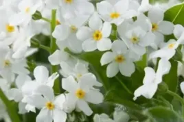 niezapominajka-blotna-biala-do-oczka-wodnego