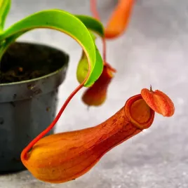 nepenthes-alata-dzbanecznik-skrzydlaty-na-insekty-9cm-zimowe-zabezpieczenie