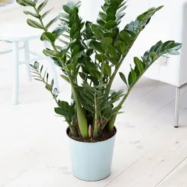 zamiokulkas-zamiolistny-zamioculcas-zamifolia-zelazna-roslina