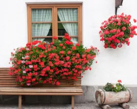 pelargonia-bluszczolistna-zwisajaca-czerwona-nasiona-kwiatow-wysoka-jakosc