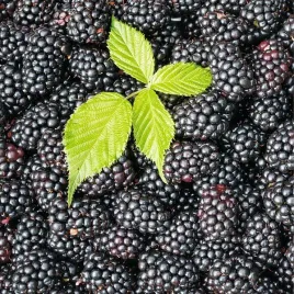 jezyna-bezkolcowa-black-satin-p9-c1