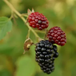 jezyna-bezkolcowa-thornfree-p9-c1