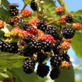 jezyna-tricolor-p9-c1