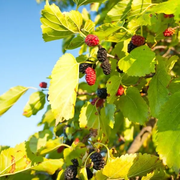 morwa-biala-p9-c1-rodzaj-rosliny-inny