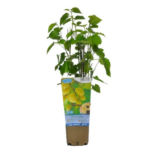 morwa-biala-p9-c1-nazwa-lacinska-morus-nigra