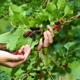 morwa-czarna-p9-c1-rodzaj-rosliny-inny