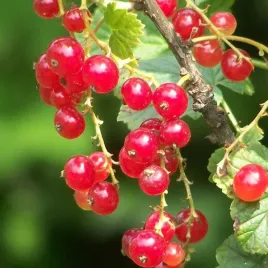 porzeczka-czerwona-jonkheer-van-tets-p9-c1