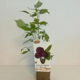 malina-purpurowa-brandywine-p9-c1-rodzaj-rosliny-maliny-i-jezyny