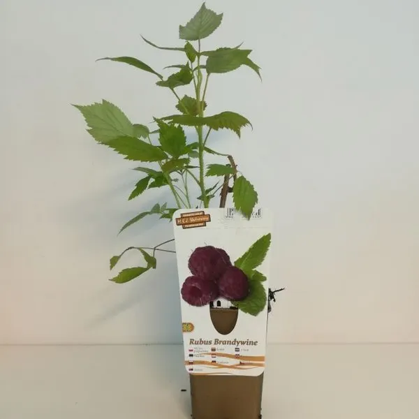malina-purpurowa-brandywine-p9-c1-rodzaj-rosliny-maliny-i-jezyny