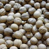 orzech-wloski-p9-c1-nazwa-lacinska-juglans-regia